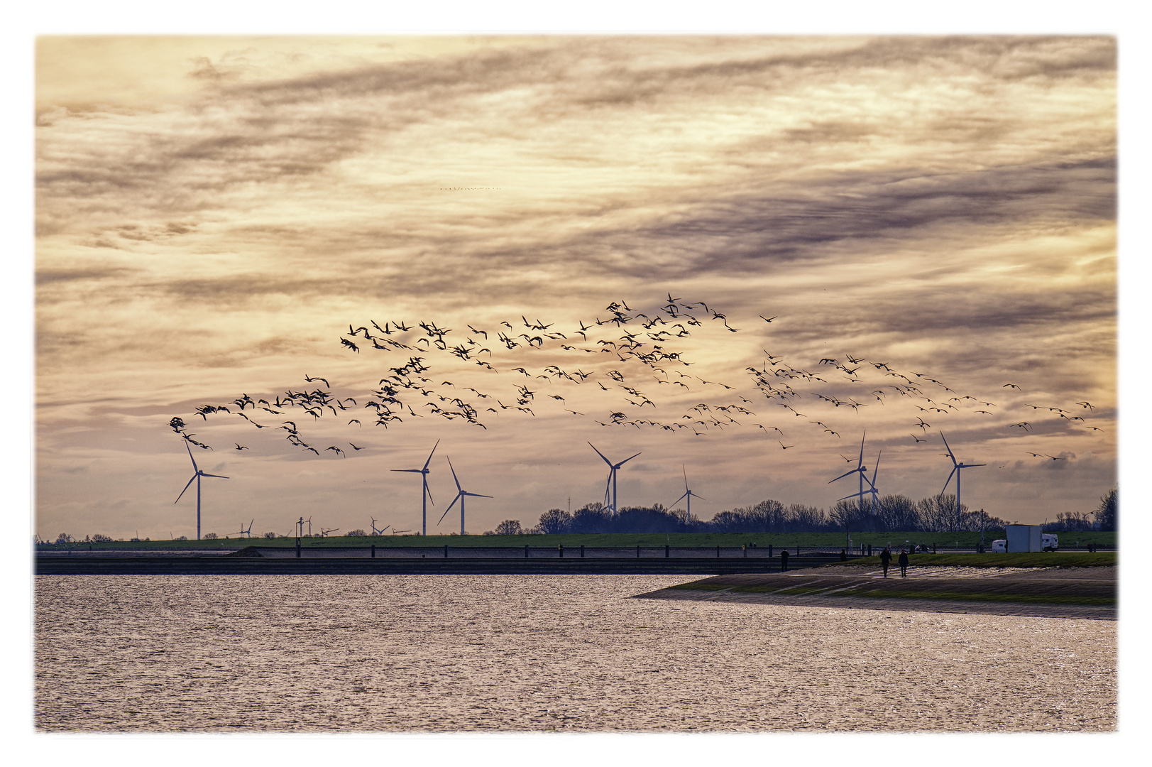 Sonntag mit Sonne - Vogelflug im Abendlicht