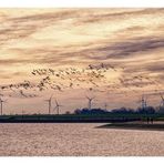 Sonntag mit Sonne - Vogelflug im Abendlicht