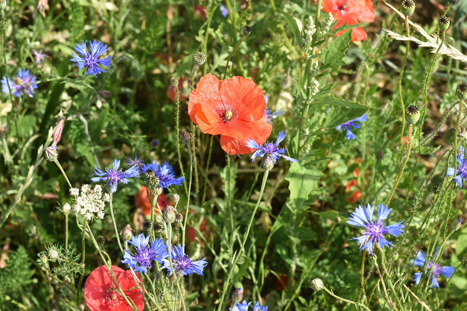 Sonntag mit viel Natur am Feldrand