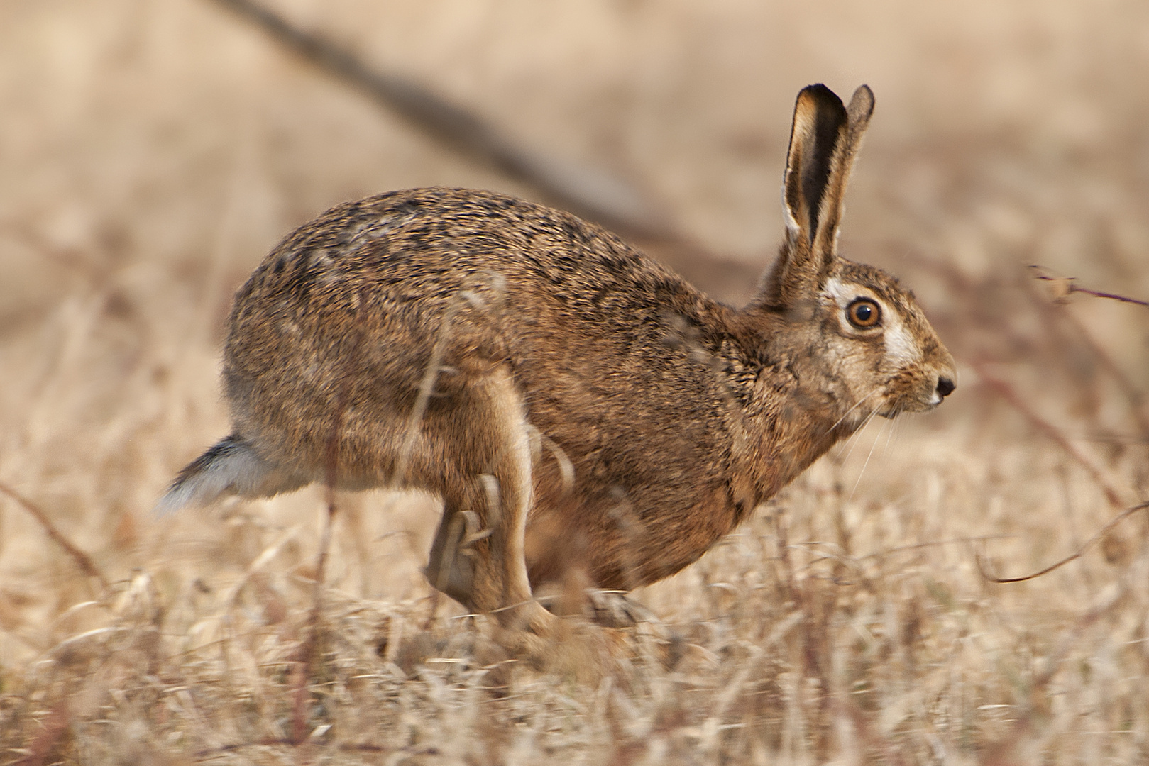 Sonntag Mittag gibt´s Hase...