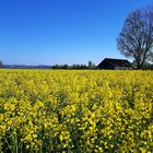 Sonntag Morgen bei Mühldorf a. Inn