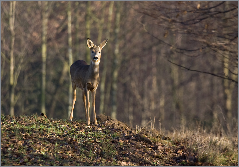 Sonntag-Morgen