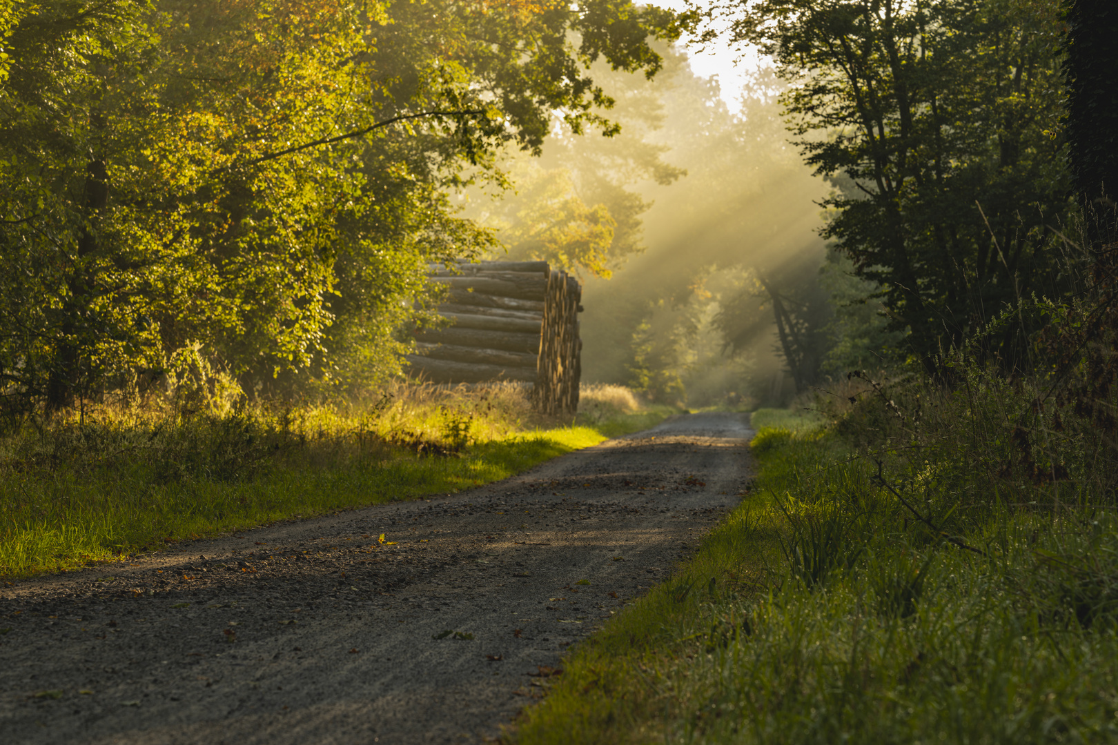 Sonntag morgen im Wald