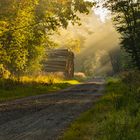 Sonntag morgen im Wald