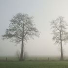 Sonntag-Morgen-Nebel