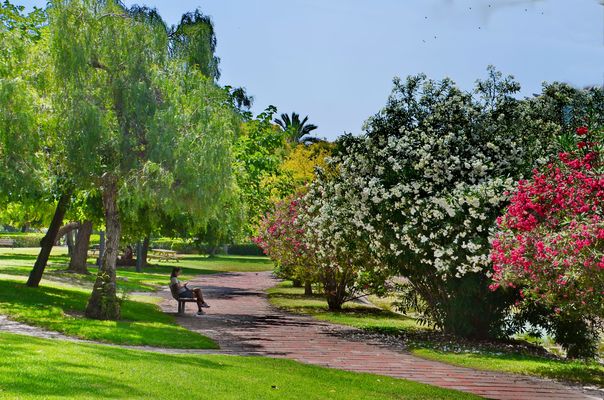 Sonntag morgen unter dem Pfefferbaum