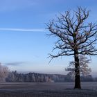 Sonntag morgens........das Feld, der Baum, das Licht:-) Teil 1