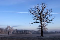 Sonntag morgens........das Feld, der Baum, das Licht:-) Teil 1