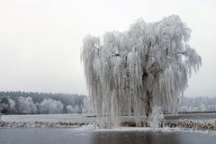 Sonntag morgens........der Teich, der Baum, das Licht:-) Teil 2