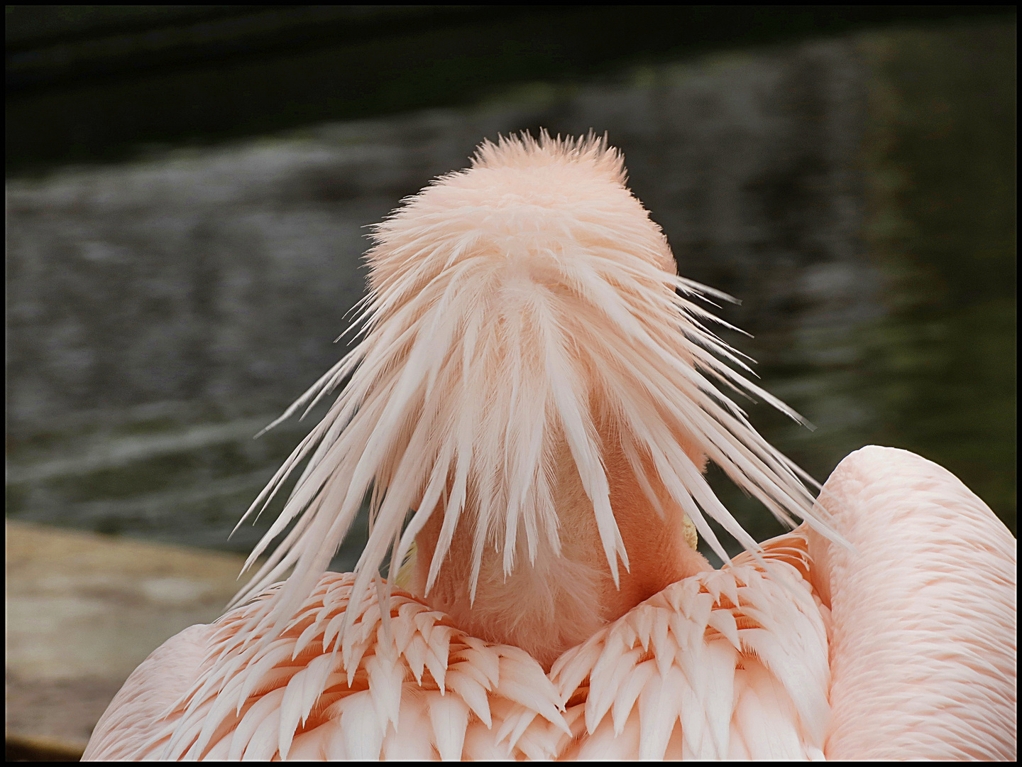 Sonntag -Nachmittag- Ausgeh-Frisürchen vom Herrn Pelikan