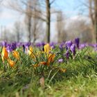 Sonntag Nachmittag war Frühling