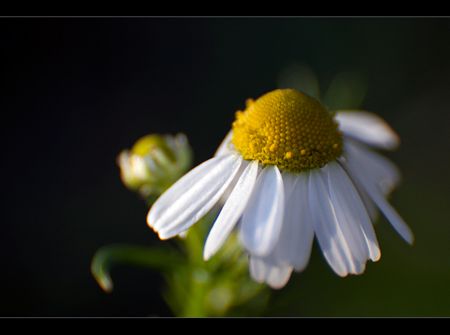 Sonntag nachmittags am Feldrand