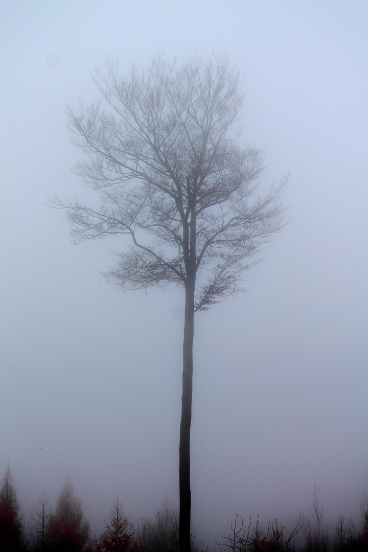 Sonntag nachmittags mit Nebel