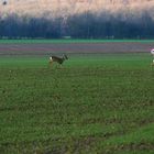 Sonntag-Sonnen-Spaziergang V