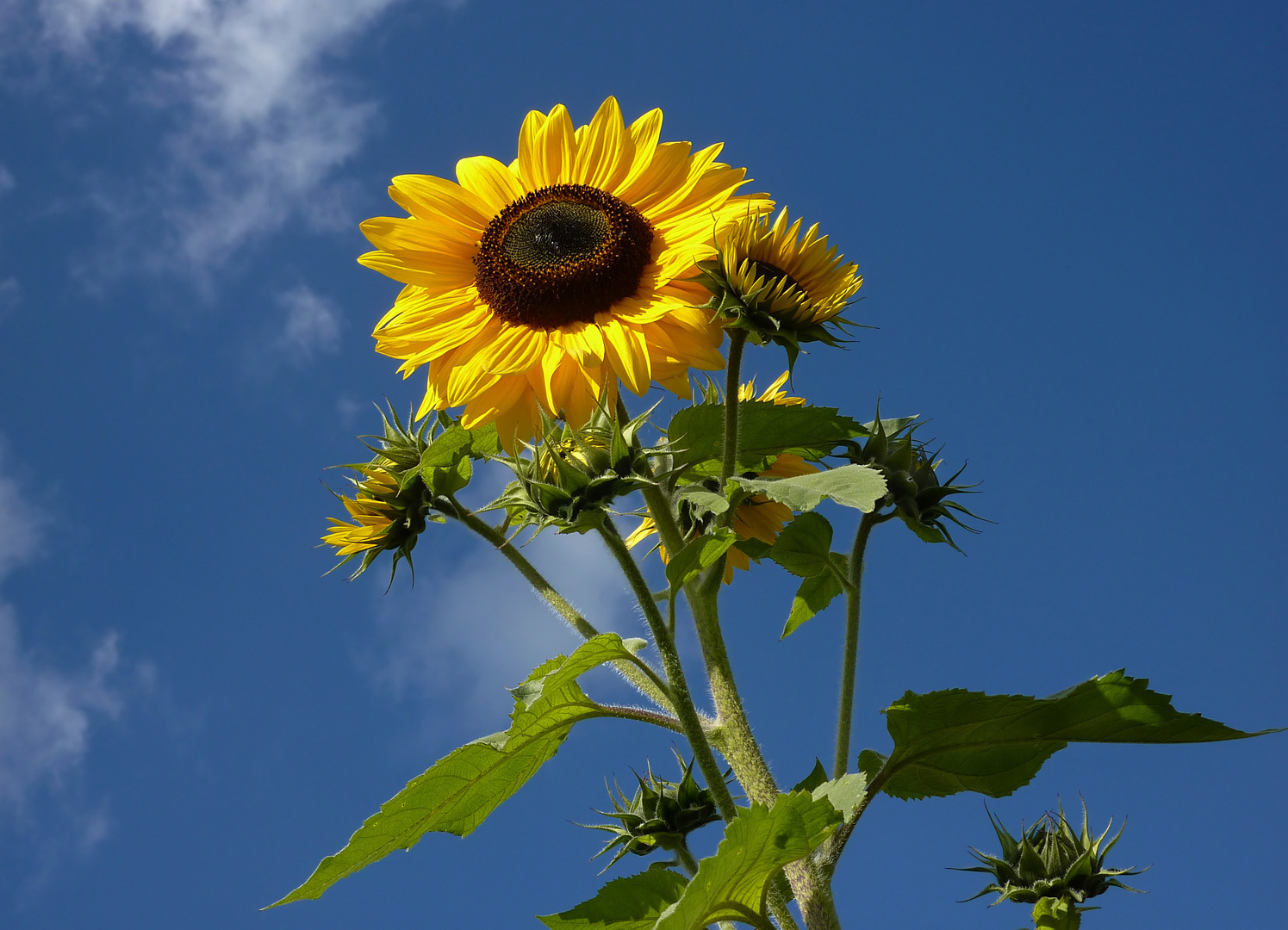 Sonntag ... Sonnenblumentag