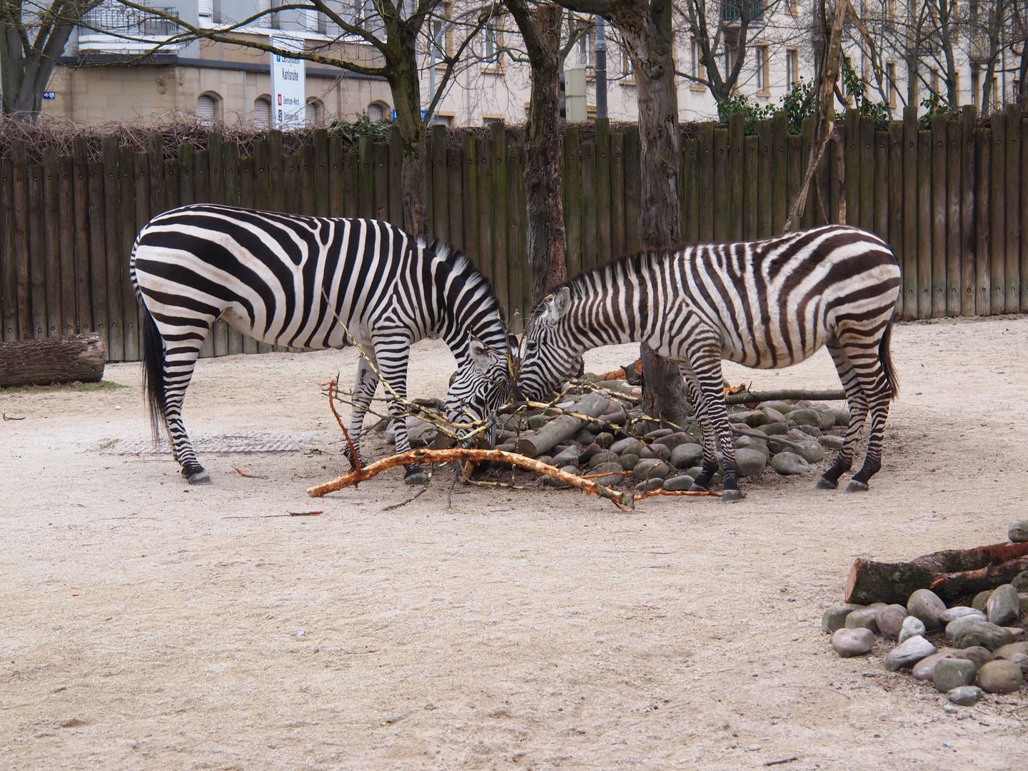 Sonntag Vormittag im Karlsruher Zoo