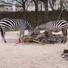 Sonntag Vormittag im Karlsruher Zoo