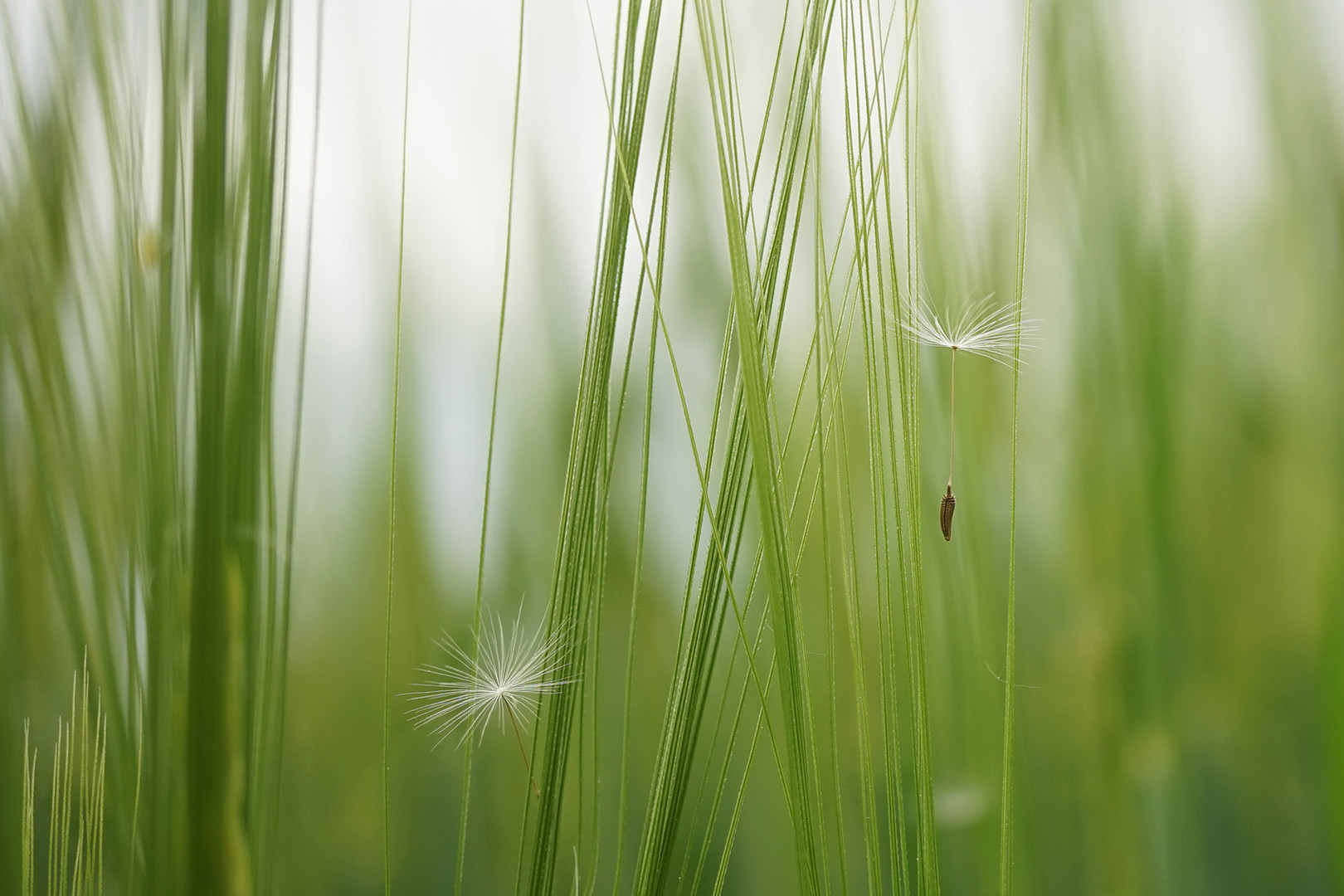 Sonntag vormittags im Feld