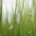 Sonntag vormittags im Feld