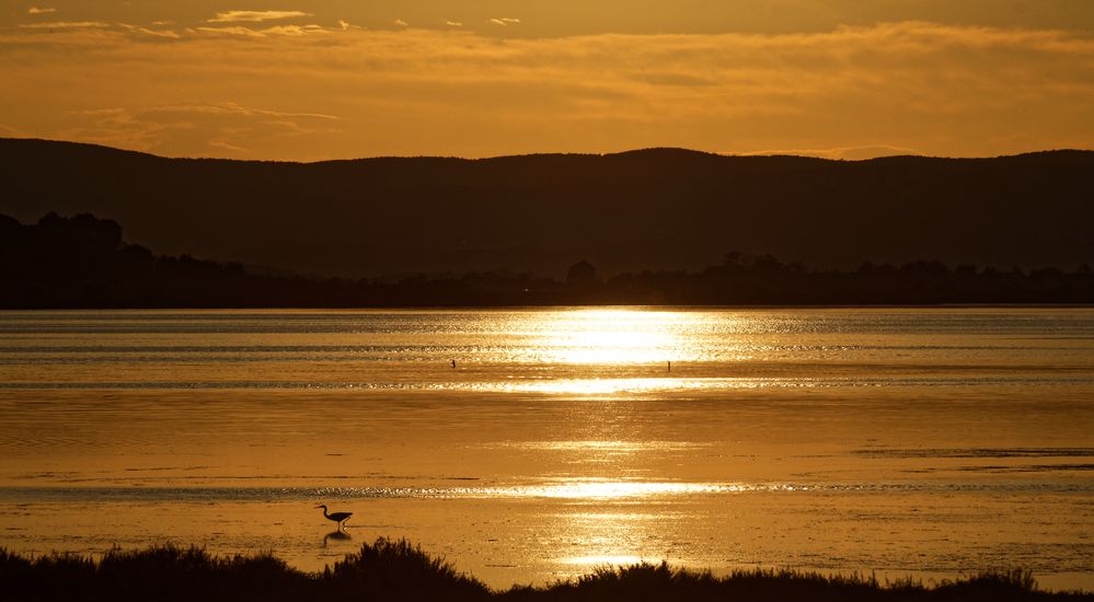 Sonntagabend, der weiße Reiher am Ufer der goldenen Lagune