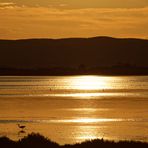 Sonntagabend, der weiße Reiher am Ufer der goldenen Lagune