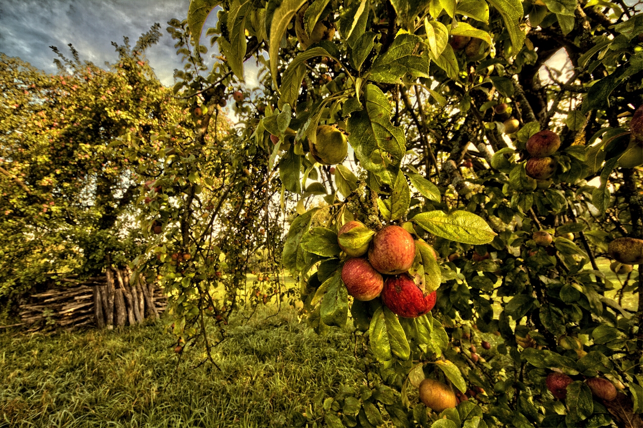 Sonntagmorgen im Apfelparadies