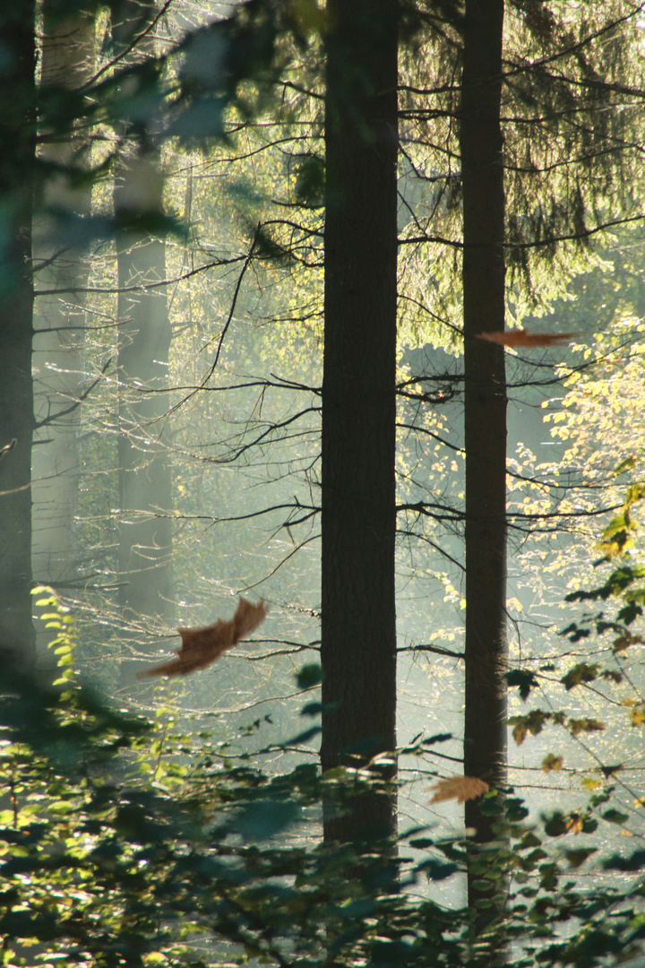 Sonntagmorgen im Dellbrücker Wald