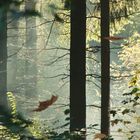 Sonntagmorgen im Dellbrücker Wald