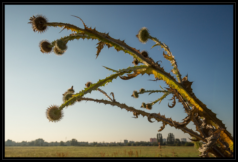 Sonntagmorgen im Wiesengrund IV