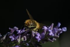 Sonntagnachmittag in unserem Garten (1)