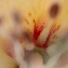 Sonntags abstrakt: Rhododendron