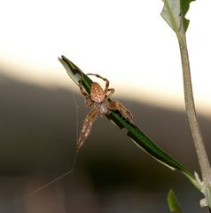 Sonntags auf unserer Terrasse