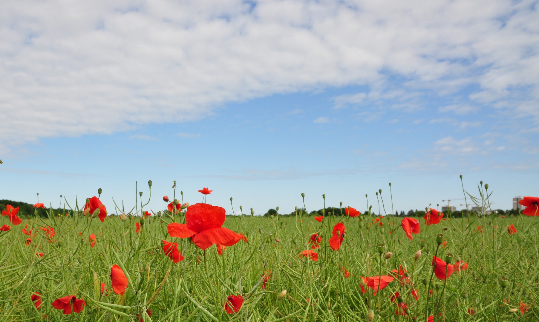 Sonntags bei der Hundewiese am Wegesrand