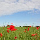 Sonntags bei der Hundewiese am Wegesrand