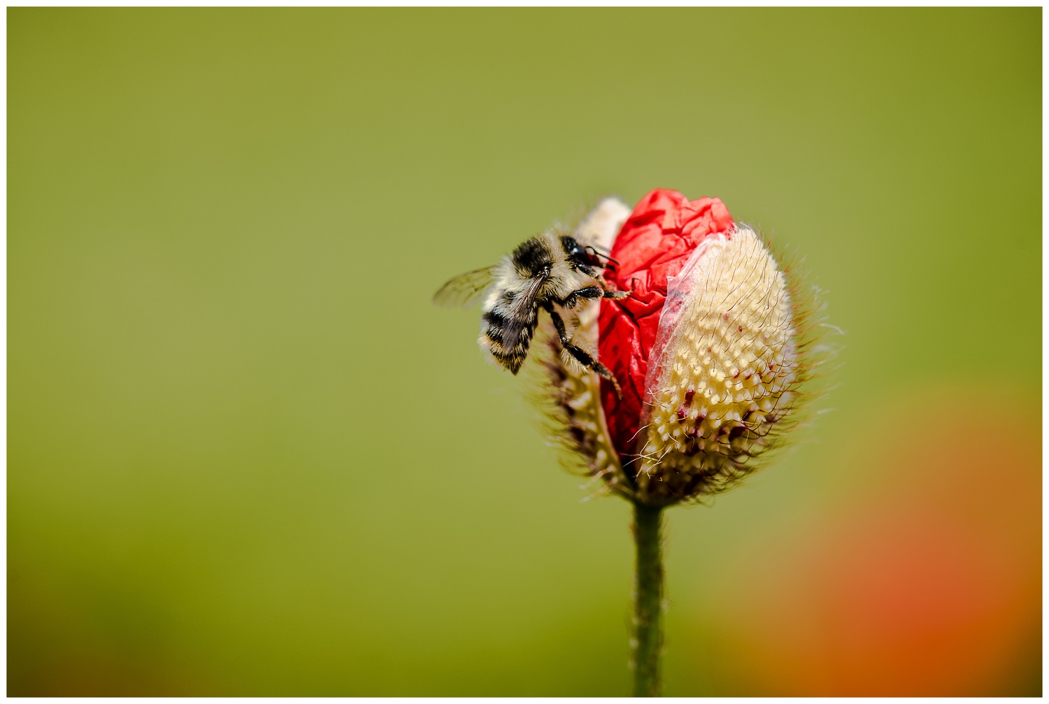 Sonntags bekommt Frau Klatschmohn immer Besuch