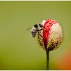 Sonntags bekommt Frau Klatschmohn immer Besuch