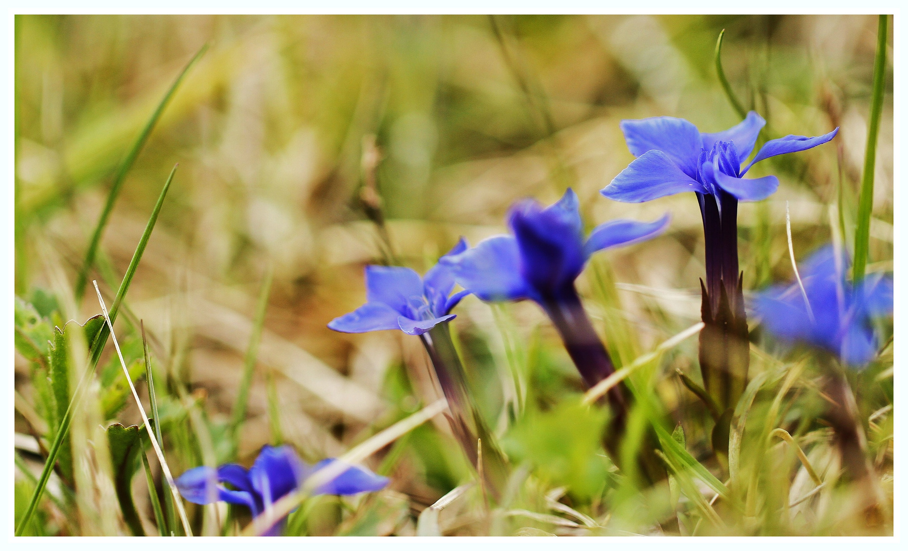 Sonntags Blümchen