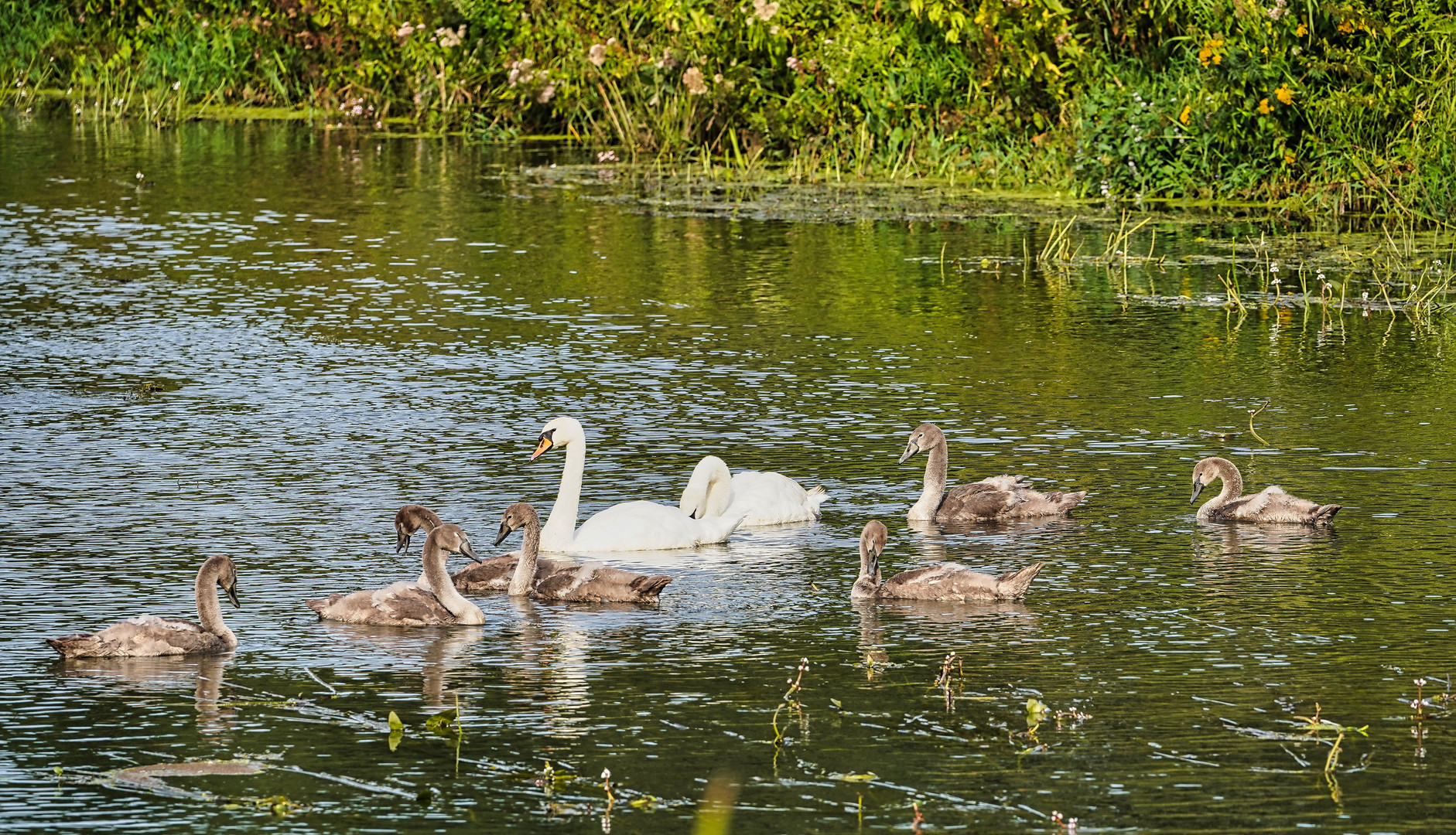 Sonntags = Familienausflug