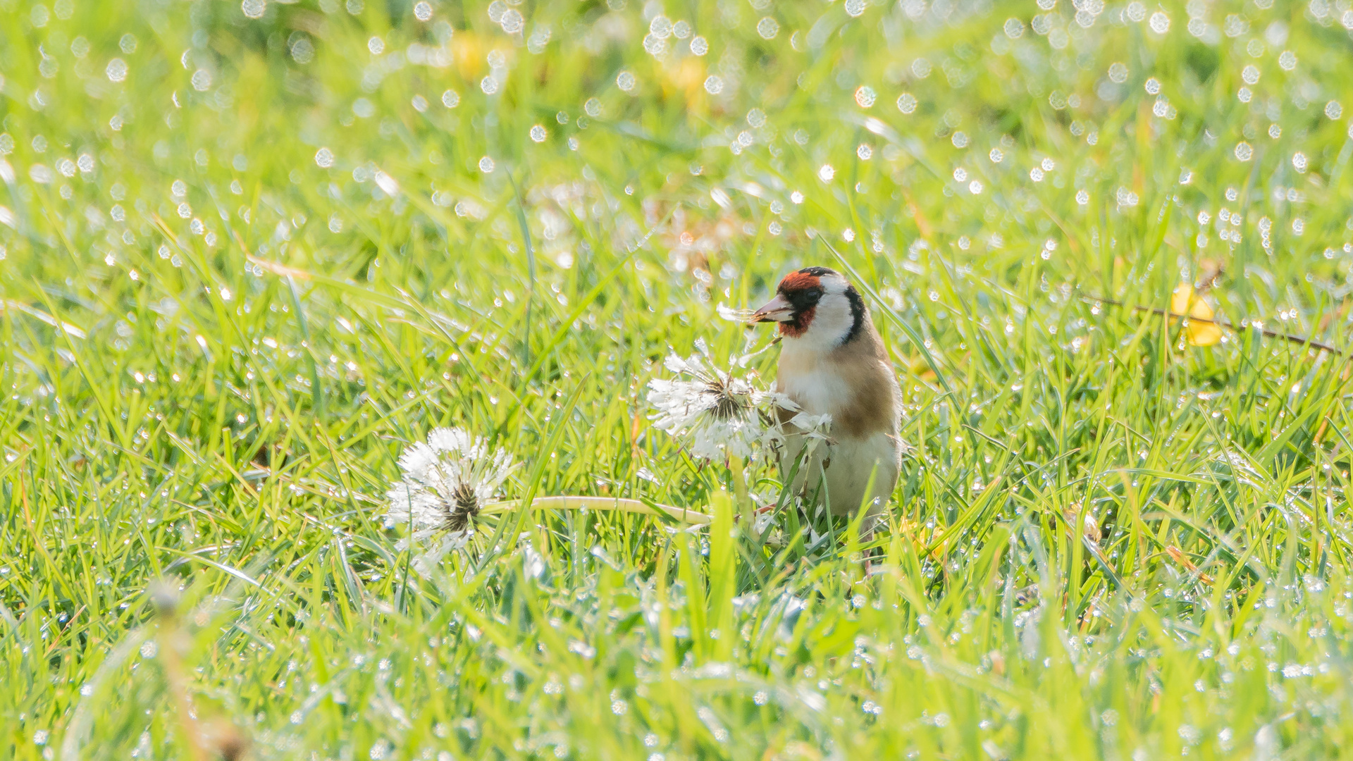 Sonntags gibt´s Pusteblume zum Frühstück (Doku)