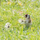 Sonntags gibt´s Pusteblume zum Frühstück (Doku)