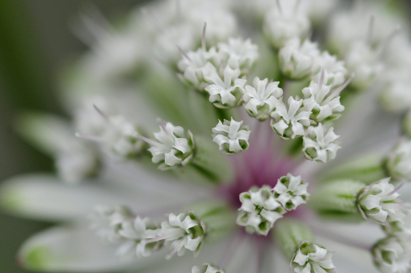 Sonntags im Botanischen Garten