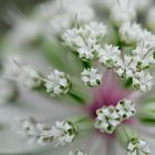 Sonntags im Botanischen Garten