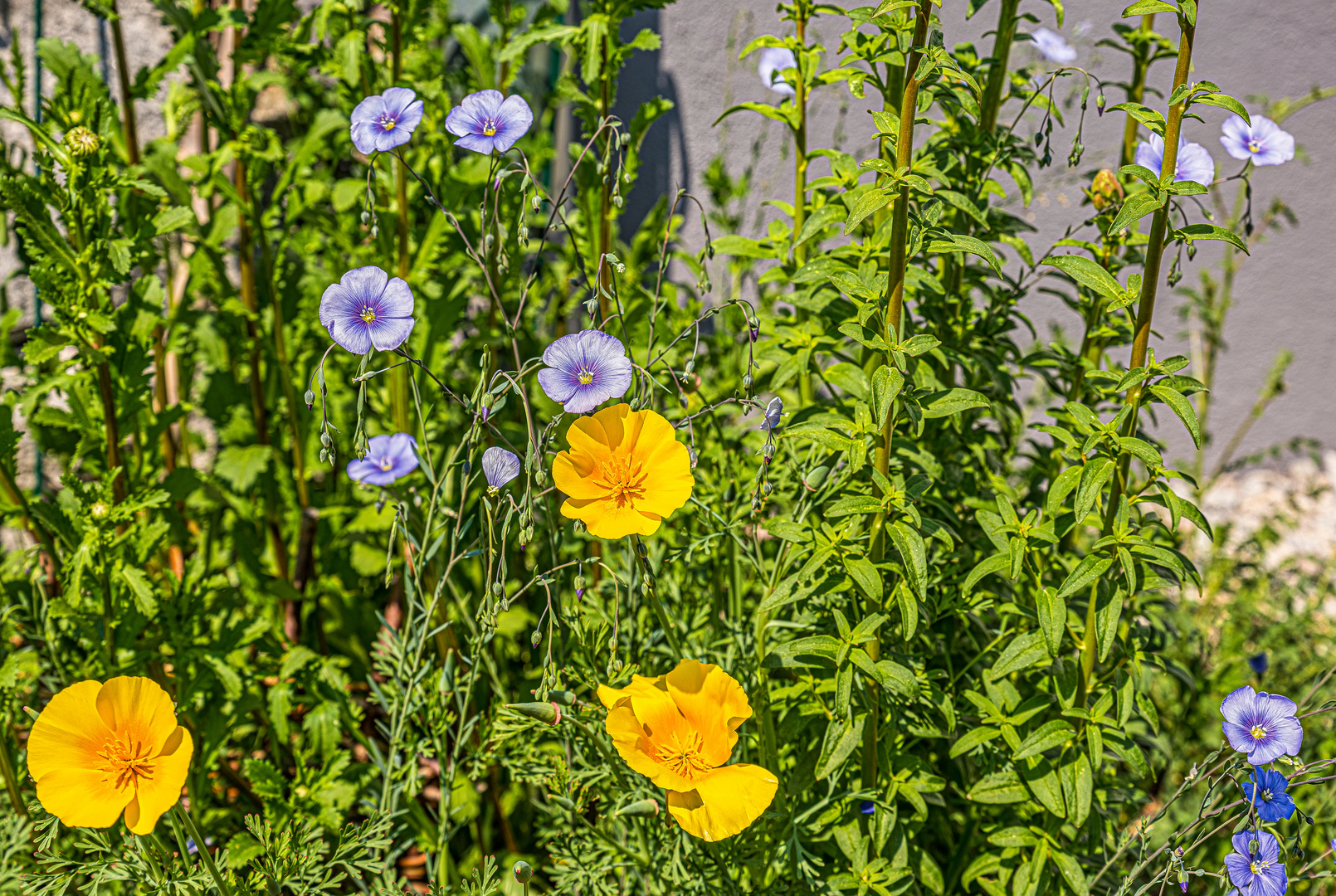 Sonntags im Garten