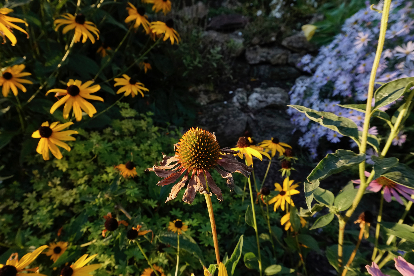 sonntags im Garten...