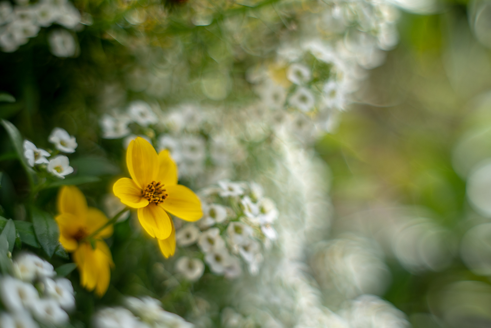 Sonntags im Garten