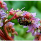 Sonntags im Garten...