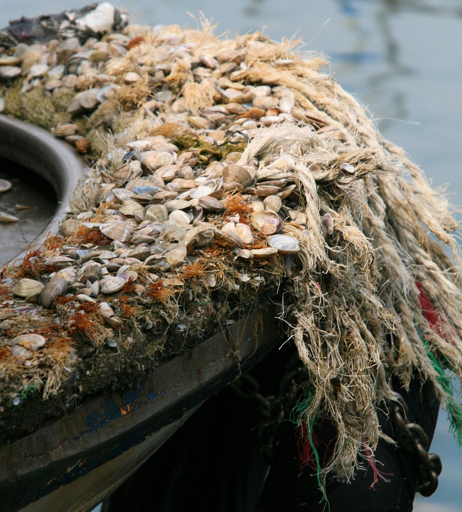 Sonntags im Hafen 3... Fangreste