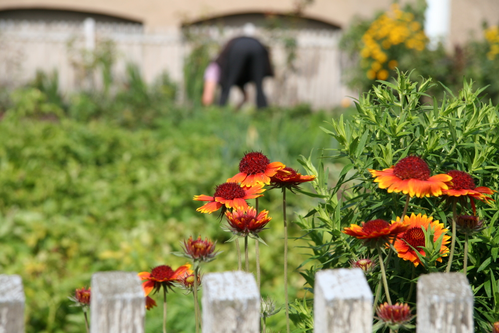 Sonntags im Schrebergarten :)