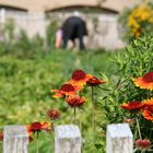 Sonntags im Schrebergarten :)