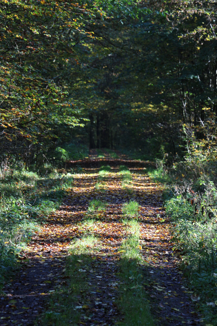 Sonntags im Wald